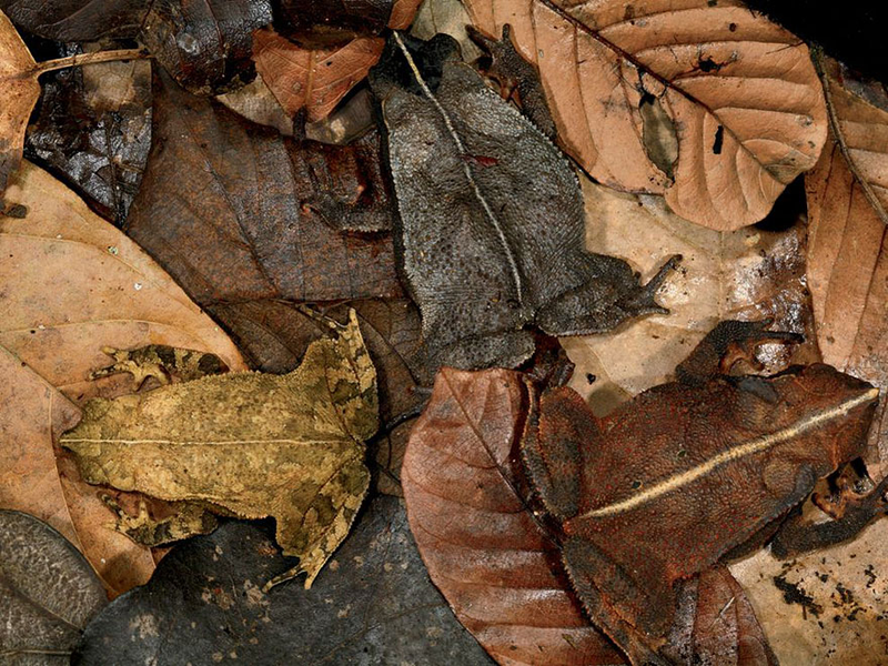 Illustration for article titled ¿Puedes ver al animal oculto a simple vista en estas fotos?